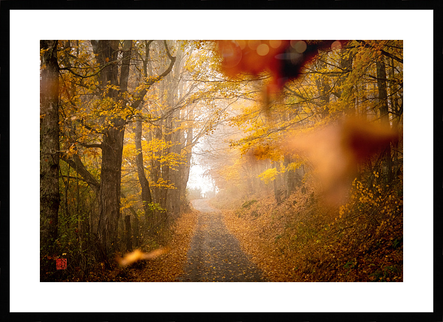 Yellow Woods  Picture Frame print