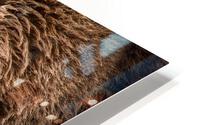 Closeup Bear with Red Salmon HD Metal print