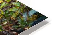 Crunchy Bear HD Metal print