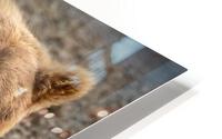 Big Ol Bear  HD Metal print