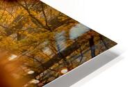 Yellow Woods  HD Metal print