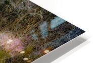 Winter Bloom  HD Metal print
