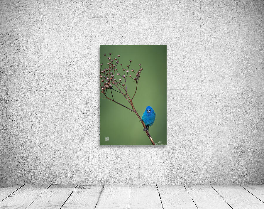Indigo on twig Wall Preview
