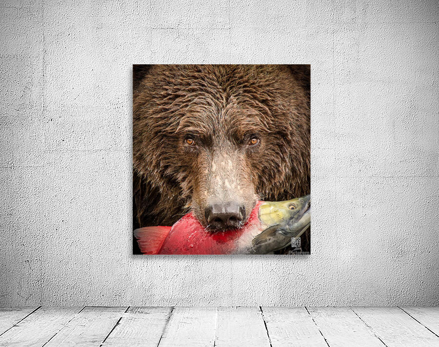 Closeup Bear with Red Salmon Wall Preview