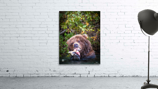 Crunchy Bear Wall Preview