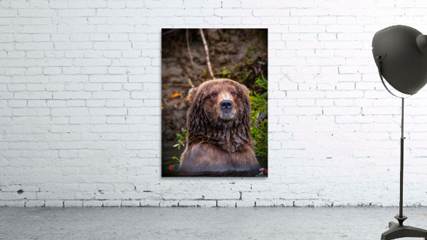 Dignified Grizzly  Wall Preview