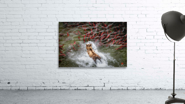 Diving Bear in Sockeye pool  Wall Preview