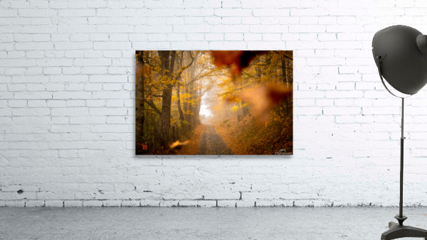 Yellow Woods  Wall Preview