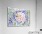 A pink rose Acrylic Print