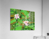 Pond lilies  Acrylic Print