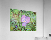 Swiss mountain violet Acrylic Print