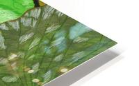 Pond lilies  HD Metal print