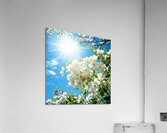 White flowers Acrylic Print