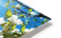 White flowers HD Metal print