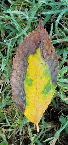 Leaf Transformations Digital Download