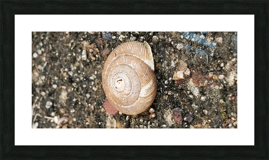 Snail Blending In Picture Frame print