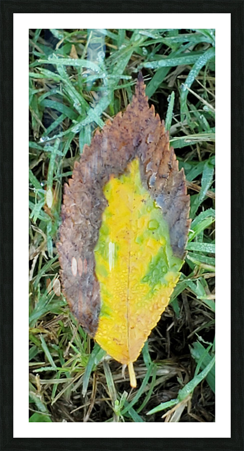Leaf Transformations Picture Frame print