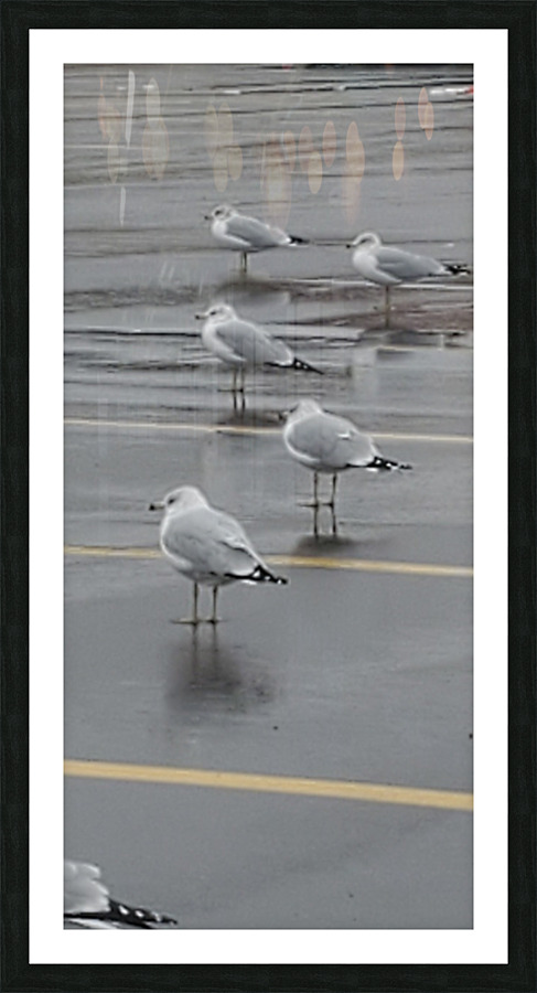 Parking Lot Birds Picture Frame print