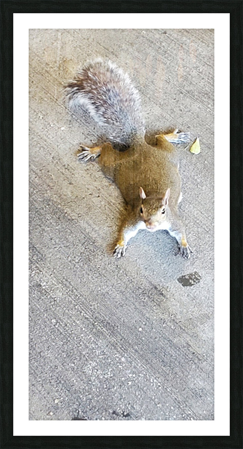 Squirrel All Flattened Out Picture Frame print