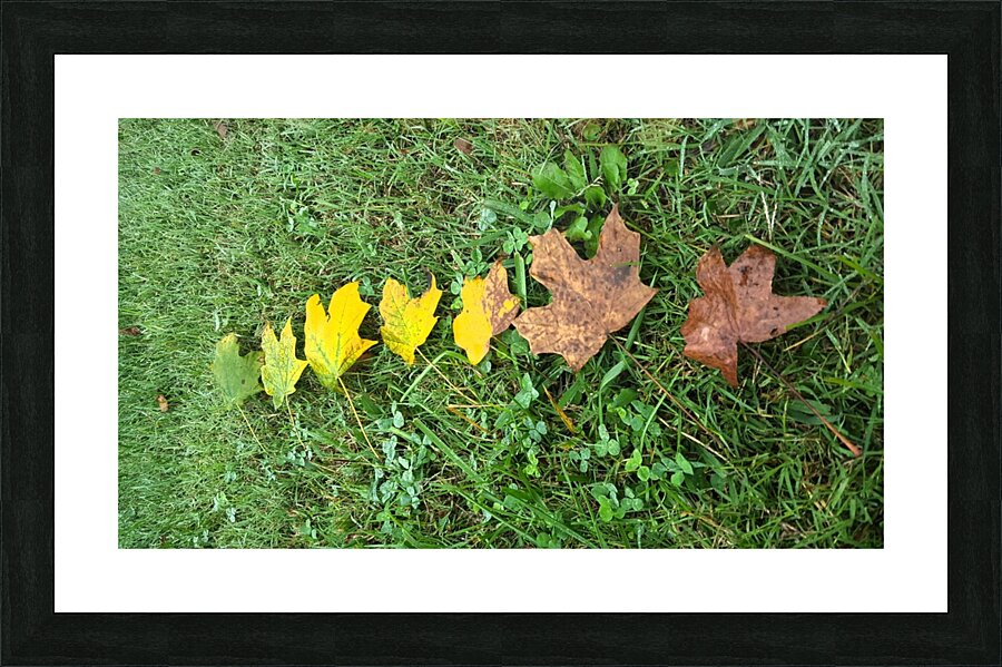Lifespan Picture Frame print