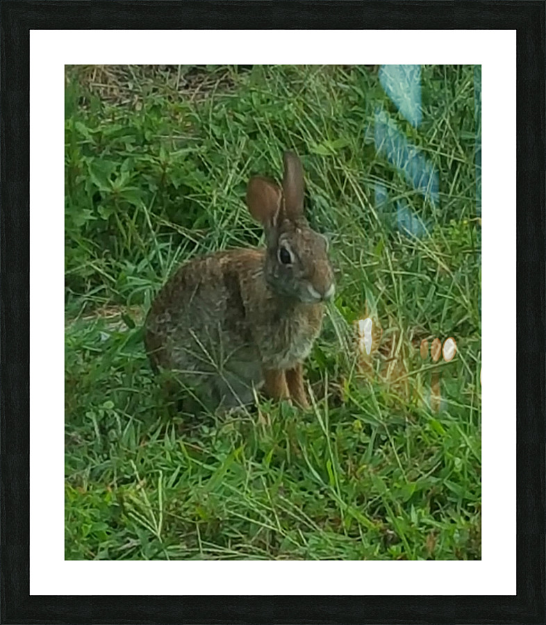Yard Rabbit Picture Frame print