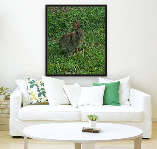 Yard Rabbit Reproduction