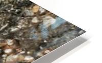 Snail Blending In HD Metal print