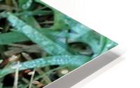 Leaf Transformations HD Metal print