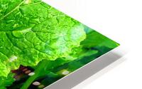 Growing Greens HD Metal print