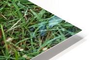 Lifespan HD Metal print