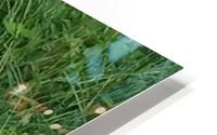 Yard Rabbit HD Metal print