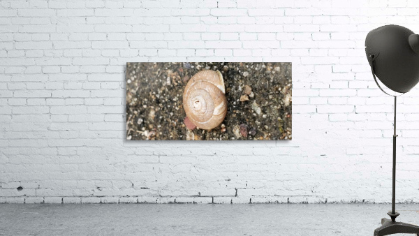 Snail Blending In Wall Preview