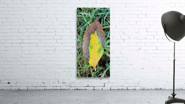 Leaf Transformations Wall Preview