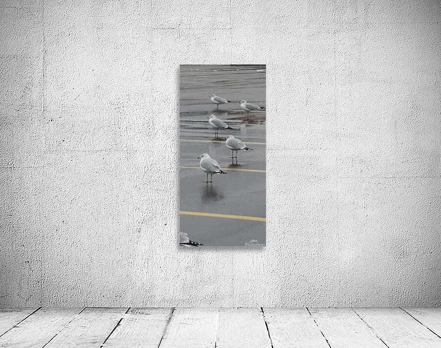 Parking Lot Birds Wall Preview