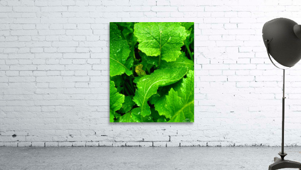 Growing Greens Wall Preview