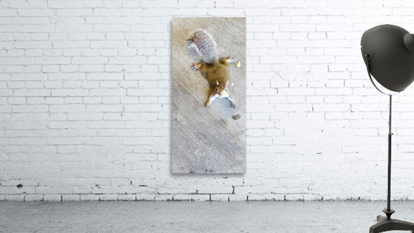 Squirrel All Flattened Out Wall Preview