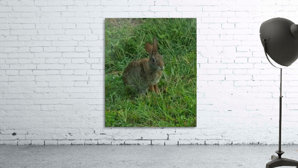 Yard Rabbit Wall Preview