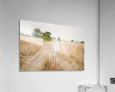 Trails Acrylic Print