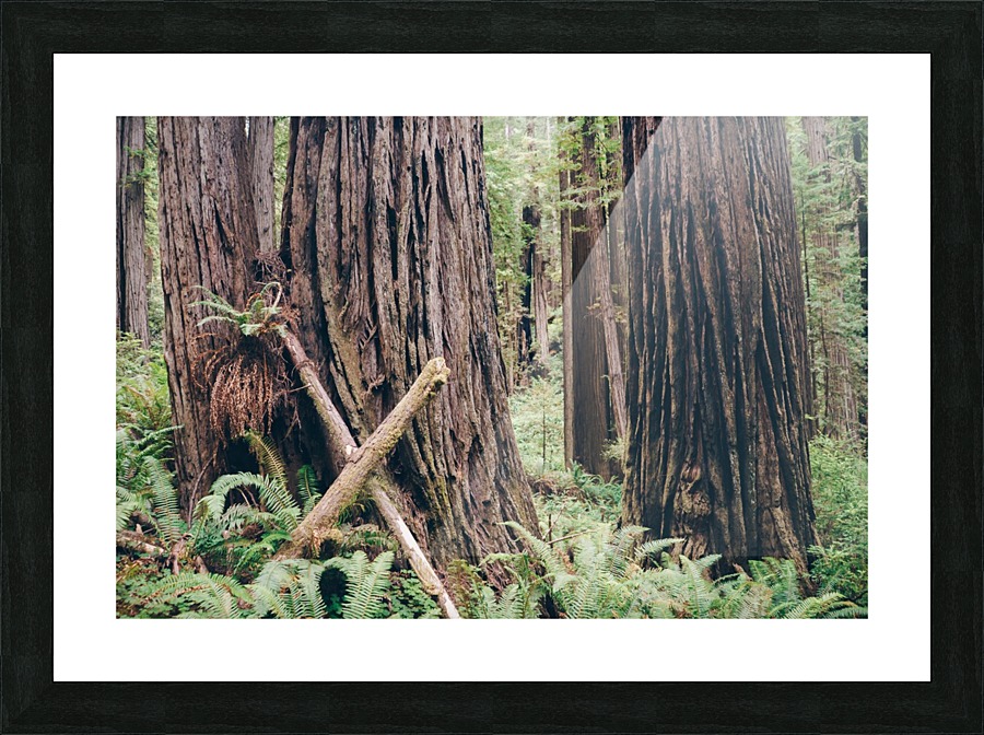 HDstudio.us 282 Picture Frame print