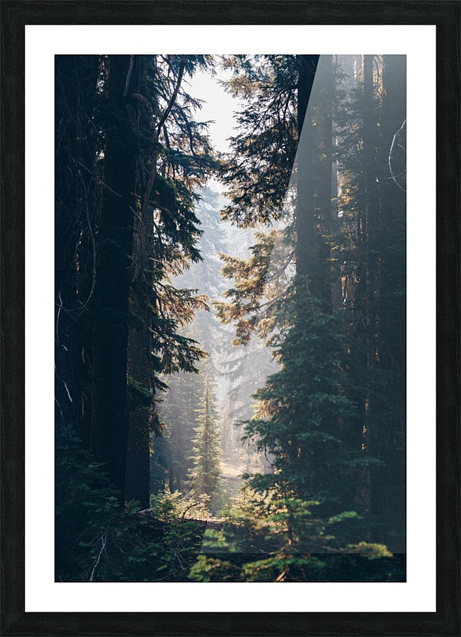 Forest Picture Frame print