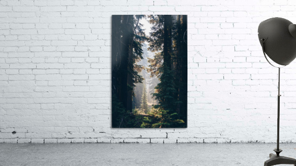 Forest Wall Preview