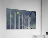 small shoot Acrylic Print
