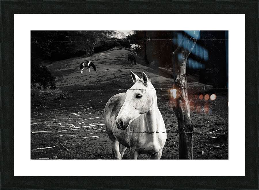 Macho Picture Frame print