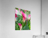 Flowers Acrylic Print