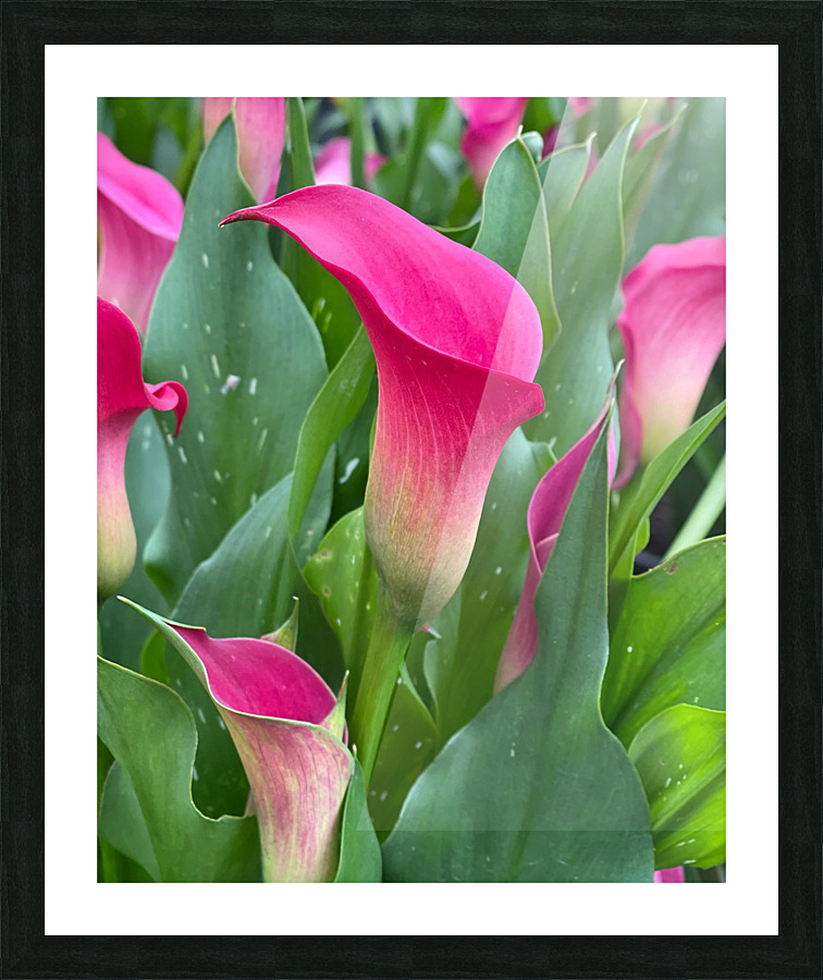 Flowers Picture Frame print