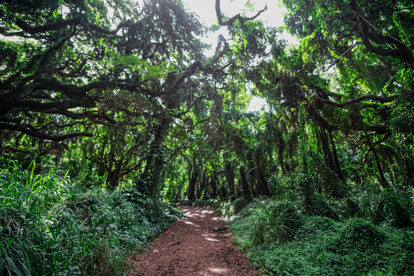 Whispering Forest Digital Download