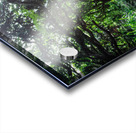 Whispering Forest Acrylic print