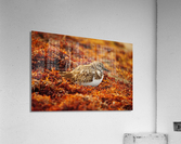 Sunset Nap Acrylic Print