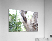 Just Hanging Acrylic Print