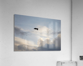 Humbled Acrylic Print
